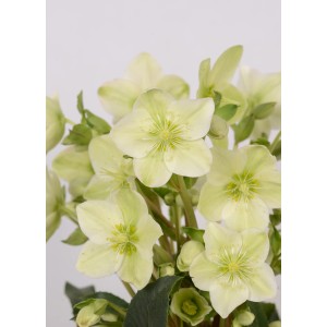Primo piano della rosa di Natale 'Helleborus Frostkiss Mix' con fiori delicati e chiari.