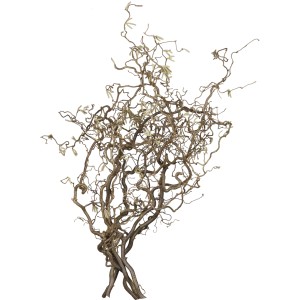 Branche de noisetier tortueux, env. 75 cm, rameaux torsadés pour décoration.