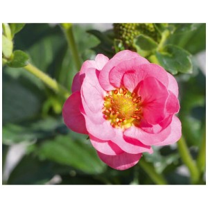 Gros plan d'un fraisier rose Merci® Summer Breeze Cherry en pot.