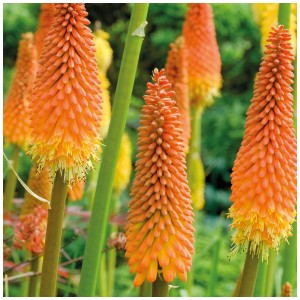 Fackellilie Red Hot Poker: vivaci spighe di fiori arancio-gialli di Kniphofia uvaria in giardino.