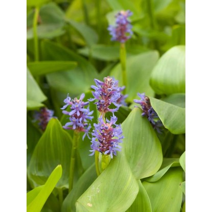 Herbe à feuilles étroites Bleu Pot Ø env. 18 cm