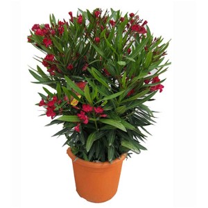 Laurier rose (Nerium oleander) en pot, fleurs rouges, feuilles vertes. Plante en pot pour balcon et terrasse.