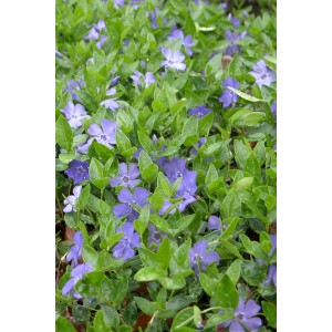 Pervenche (Vinca minor) à fleurs bleues et feuilles vertes.