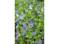 Immergrün verschiedene Sorten Verschiedene Farben 1,5 l