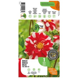 Grow by OBI Dalia Fire and Ice, fiore rosso e bianco. Bulbo per aiuole e vasi.