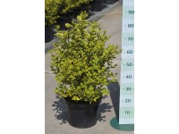 Gold-Liguster Goldgelb 10 l