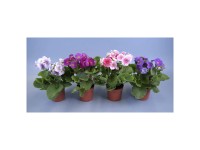 Becherprimel Touch Me Farbenauswahl Primula obconica Topf Ø 9 cm  / 1 Stk.