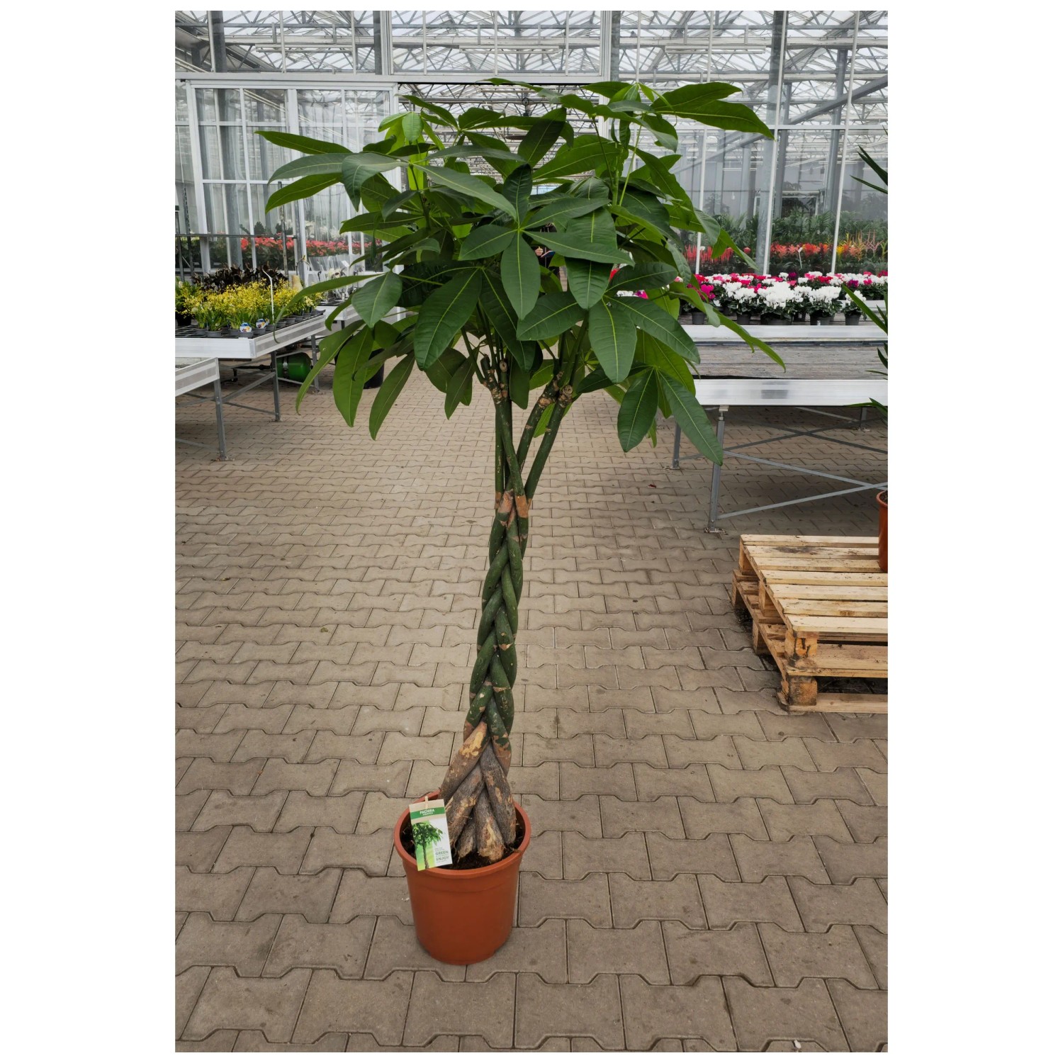 eibe rund kaufen Eibe (60 - 80 cm) Taxus baccata als starke Ballenware main image 1
