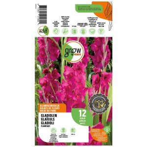 Grow by OBI Gladioli Plumtart, fiori viola, 12 bulbi per aiuole e vasi.