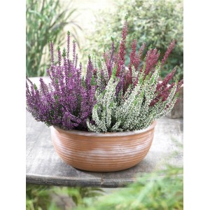 Winterharte Knospenheide Gardengirls Twingirls im Topf mit lila, weißen und roten Blüten.