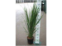 Ruten-Hirse Panicum virgatum Northland Container 6 l Ruten-Hirse Panicum virgatum Northland Container 6 l