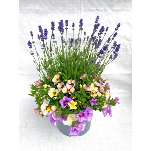 Lavande et calibrachoa en pot, fleurs violettes et jaunes.