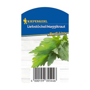 Kiepenkerl Livèche Verino en pot, herbe de cuisine pour soupes et ragoûts.