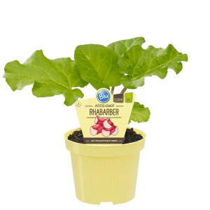 Rhubarbe Bio Blu en pot (Ø 12cm) avec feuilles vertes dans pot jaune.