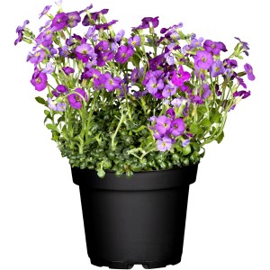 Aubrieta viola in vaso, Aubrieta gracilis con fiori viola, vaso di circa 13 cm di diametro.