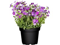GROW by OBI Blaukissen Aubrieta gracilis Topf Ø 13 cm
