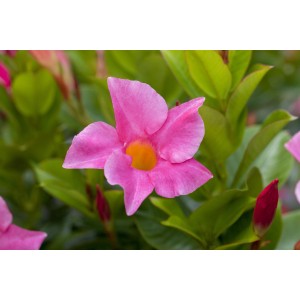 Gros plan d'une fleur rose de Mandevilla Diamantina (Dipladenia) avec un centre jaune.