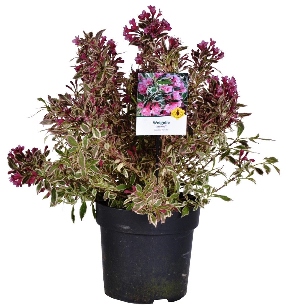 Weigelie Weigela Weissrosa Container 6 l kaufen bei OBI