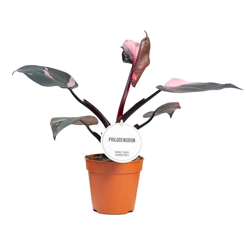 philodendron melanochrysum substrat Philodendron melanochrysum Orange Pink Size L main image 1