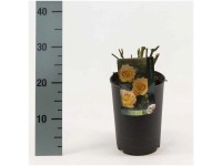 Gartenrosen in verschiedenen Sorten Topf Ø 17 cm / 1 Stk. Gartenrosen in verschiedenen Sorten Topf Ø 17 cm / 1 Stk.