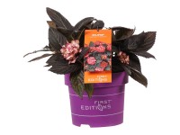 Bauernhortensie Eclipse F.E. Hydrangea macrophylla Topf 5 l