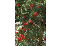 Gewöhnliche Eibe 3 l