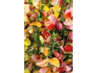 Edelginster Cytisus in Sorten Topf 0,5 l / 1 Stk.
