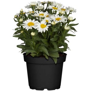 Margherita da giardino Leucanthemum in vaso (Ø 19cm) con fiori bianchi e centro giallo.
