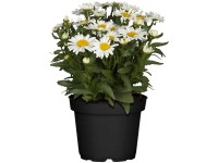 GROW by OBI Garten-Margerite Leucanthemum Topf Ø 19 cm