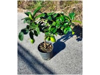 Zitronenbaum Citrus limon Topf Ø 20 cm / Höhe 65 cm