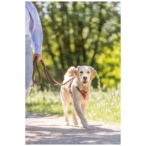 Cane con pettorina Trixie Premium Active color ruggine durante una passeggiata, regolabile 60-75 cm.