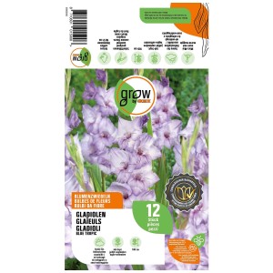 Grow by OBI Gladioli Blue Tropic, fiori viola, 12 pz, ideale per aiuole e vasi.