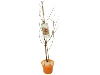 GROW by OBI Bio Lotuspflaume Diospyros lotus Weiss Topf 3 l