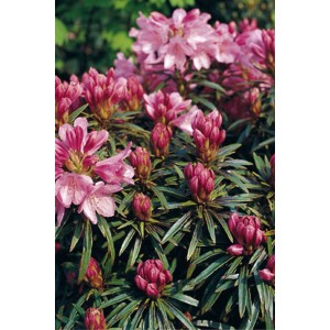 Rhododendron 'Graziella' in fiore con fiori rosa e foglie strette.