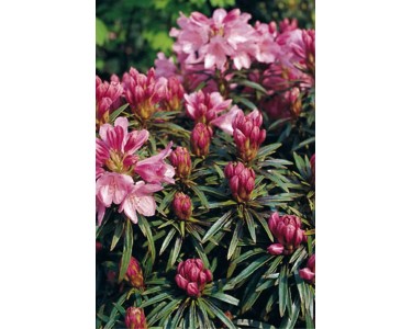 Rhododendron "Graziella" 6 l