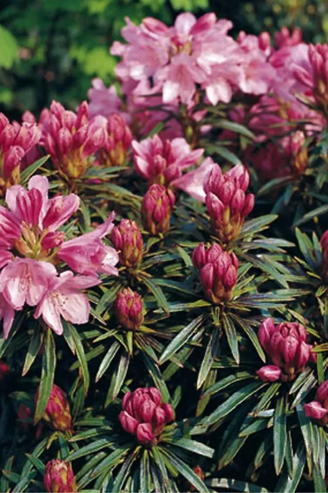 Rhododendron "Graziella" 6 l
