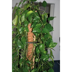 Plante grimpant sur un tuteur en coco de 80 cm.