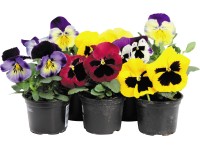 Stiefmütterchen Viola wittrockiana verschiedene Farben Topf Ø ca. 9 cm / 1 Stk.