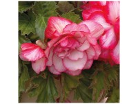 Grow by OBI Bégonias Cascade Pink Balcony 3 pcs