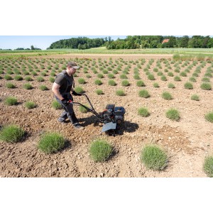 Motobineuse Al-Ko MH 540 Comfort travaillant le sol dans un champ.