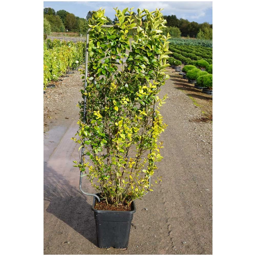 Goldliguster 80-100cm - Immergrüne Heckenpflanze 5 Liter