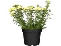 GROW by OBI Schafgarbe Achillea millefolium Topf Ø 19 cm