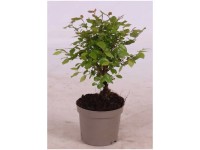 Bonsai-Mix Topf Ø 11 cm / 1 Stk.