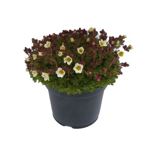 Garten-Moossteinbrech im Topf, kleine weiße Blüten und grüne Blätter. Ideal für Steingärten.