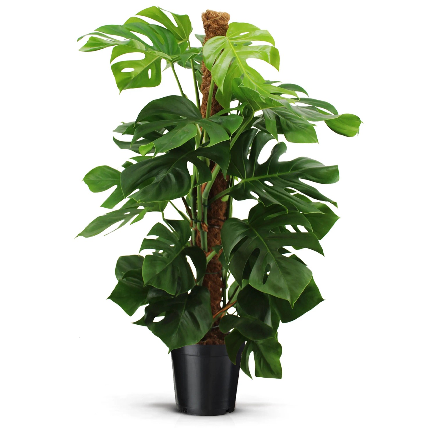 Monstera kaufen bei OBI