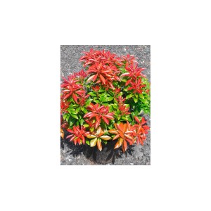 Andromeda giapponese (Pieris) con foglie rosse in vaso.