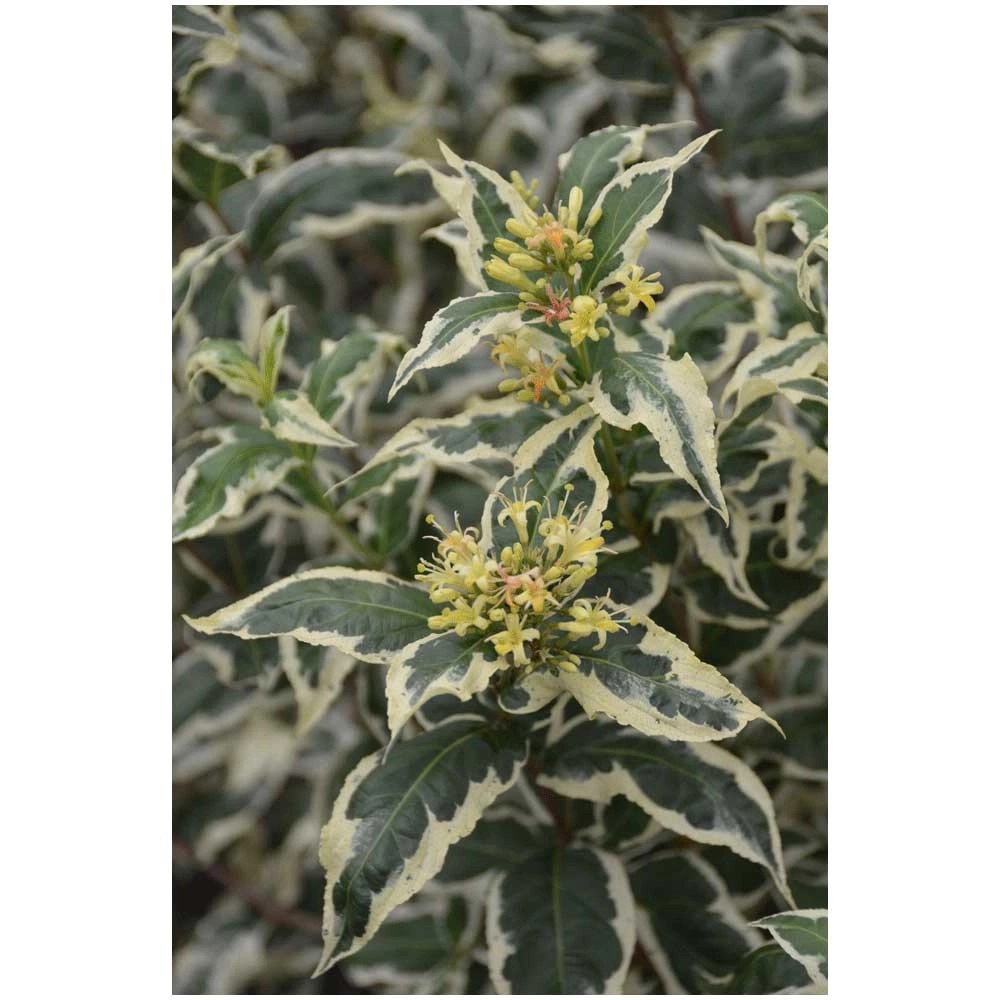 Amerikanische Weigelie Weigela Container 6 l kaufen bei OBI