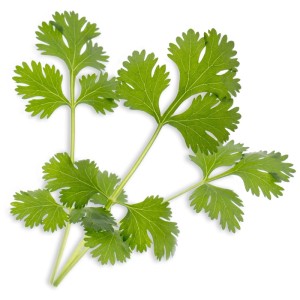 Coriandolo fresco, ideale per giardini interni Véritable. Semi di erbe aromatiche per piatti saporiti.