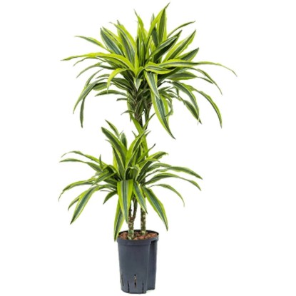 Plante hydrophile Dragonnier Lemon Lime Dracaena pot Ø 15 cm / H 75 cm