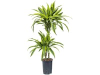 Hydropflanze Drachenbaum Lemon Lime Dracaena Topf Ø 15 cm / Höhe 75 cm